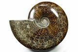Polished Ammonite (Cleoniceras) Fossil - Madagascar #377348-1